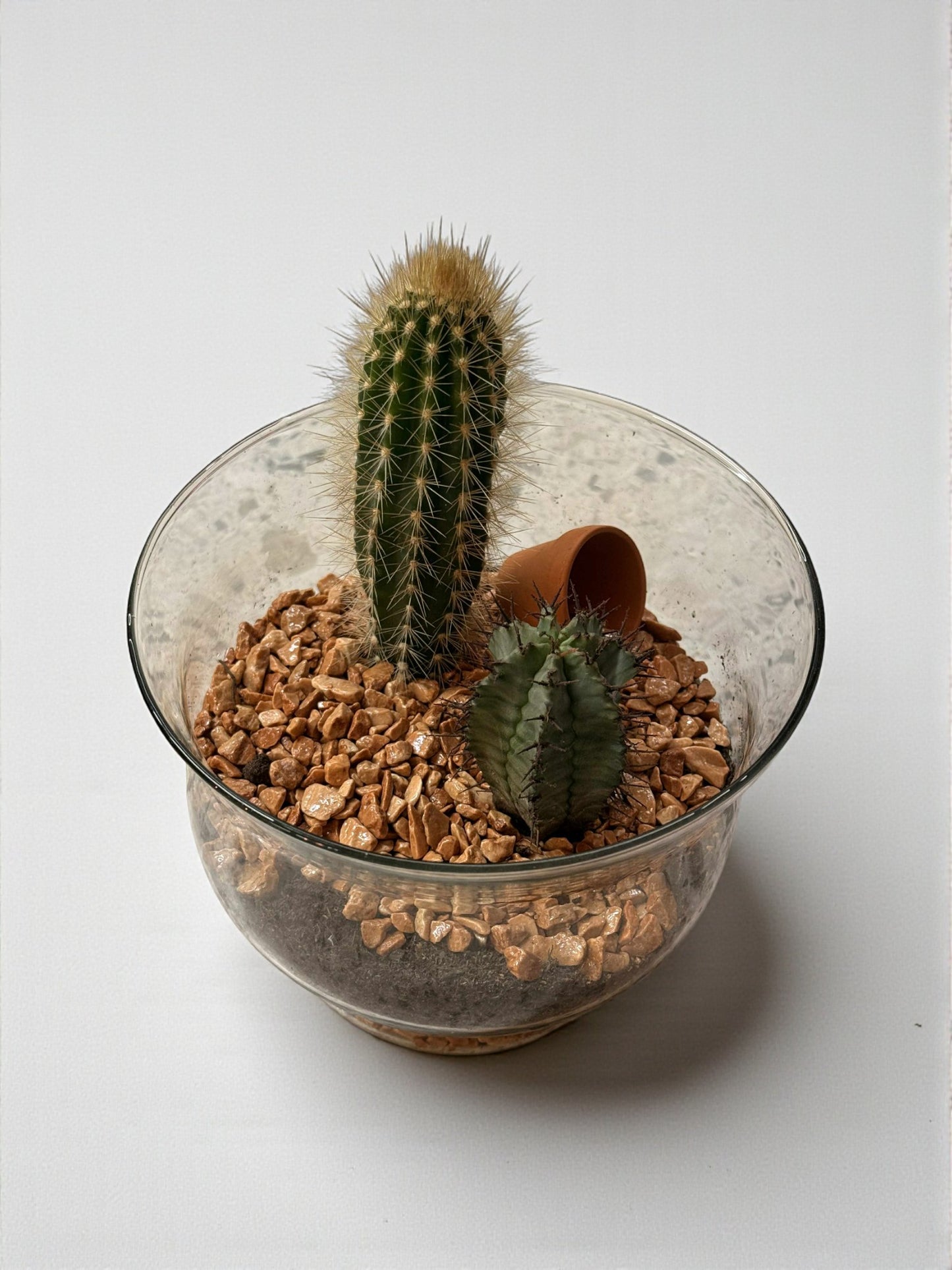 Aranjament „Cactus Duo” – Verde și minimalist într-un bol de sticlă