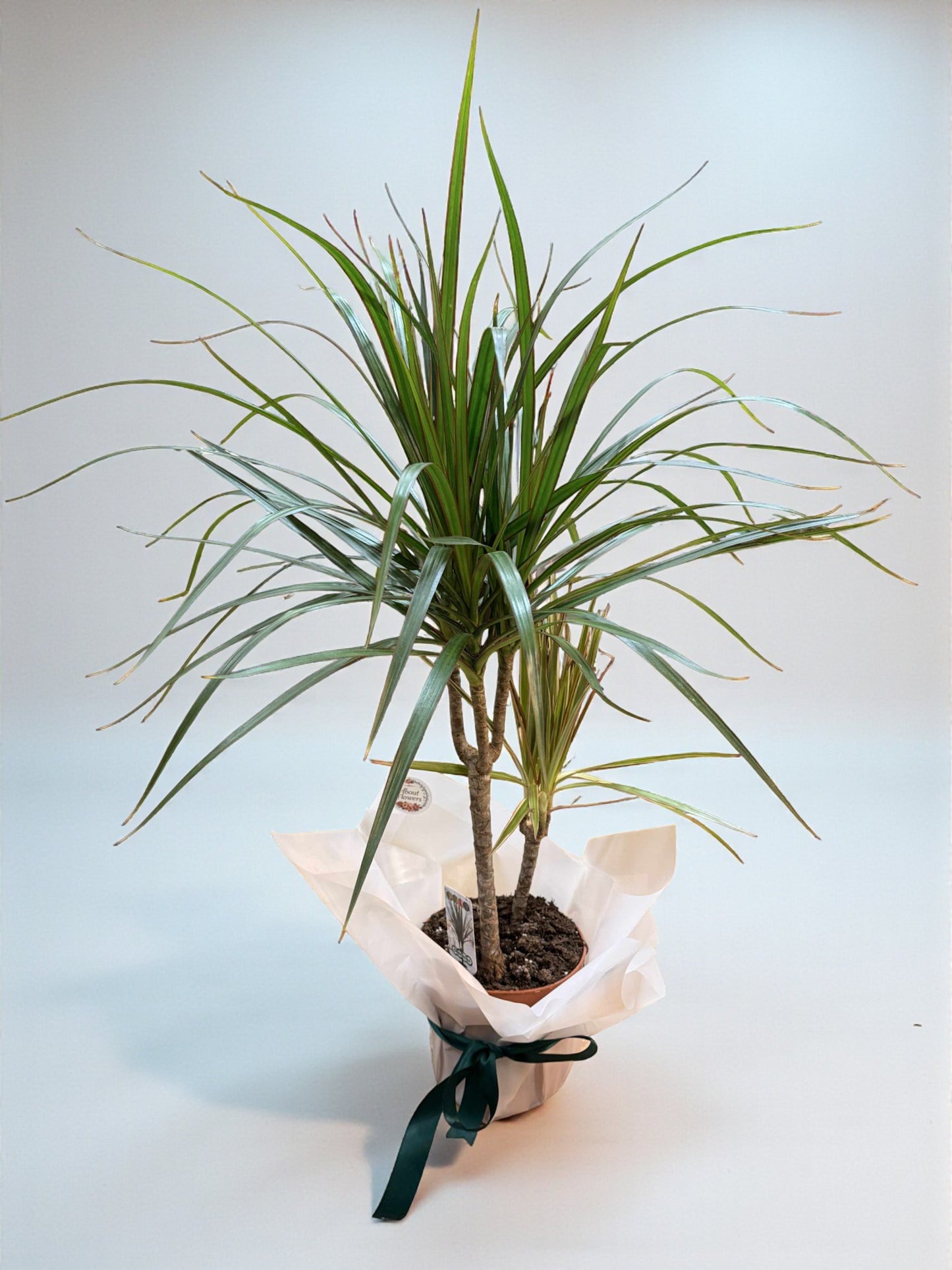 Dracena 80 cm – Plantă decorativă elegantă pentru casă sau birou