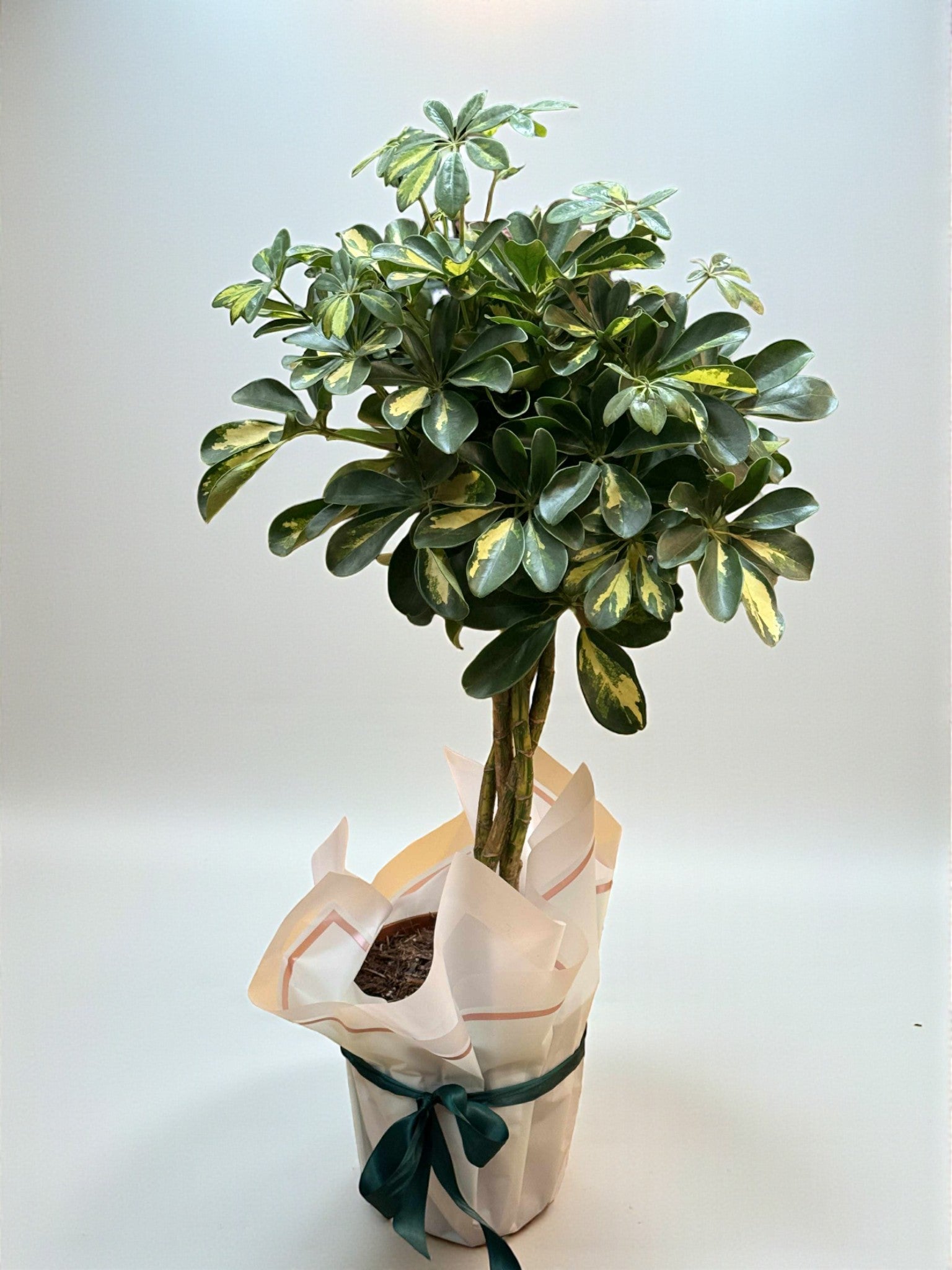 Schefflera variegată 75 cm în ghiveci, plantă de apartament – plante Iași | About Flowers