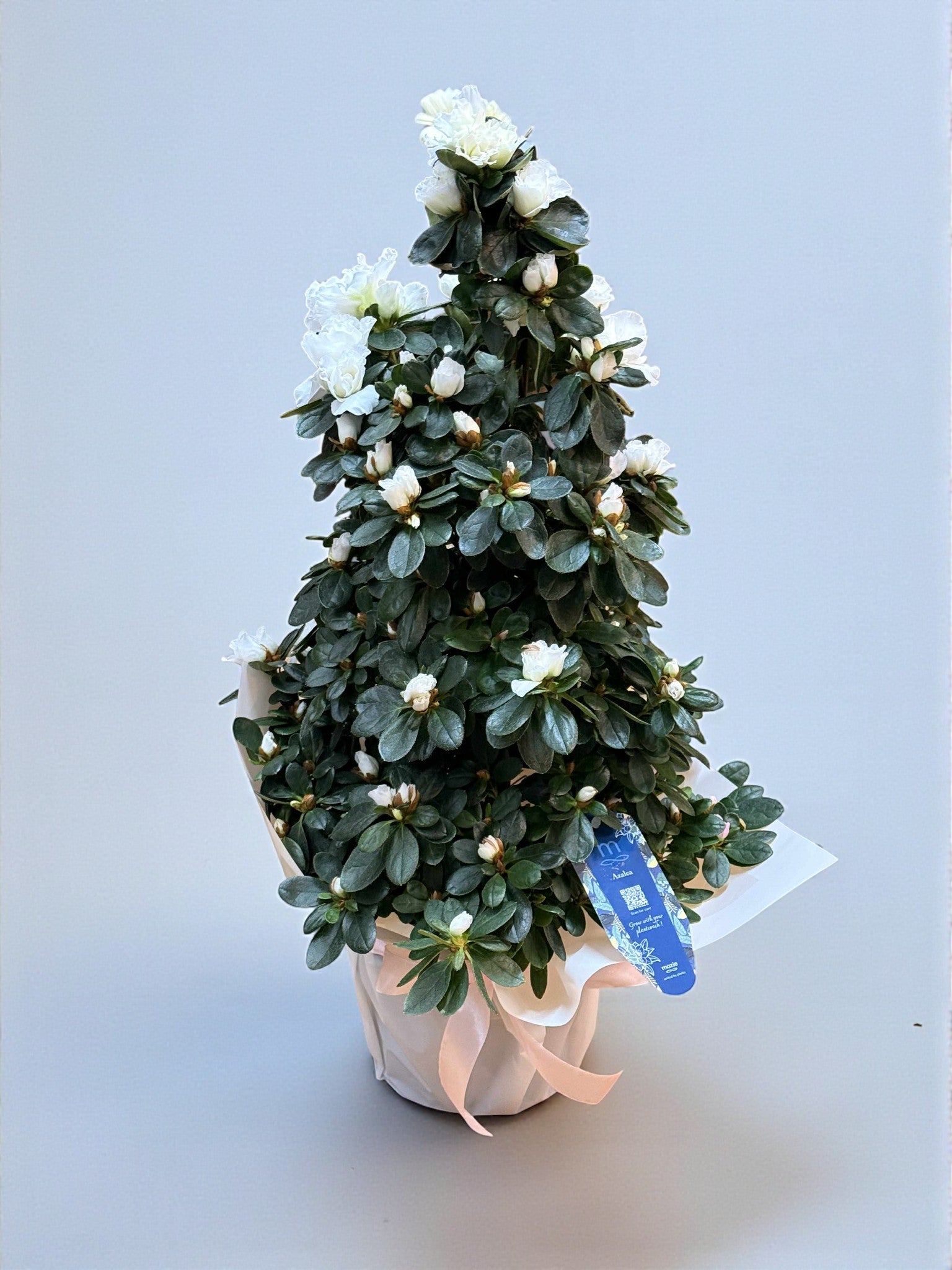 Azalee albă 60 cm în ghiveci, plantă cu flori – plante Iași | About Flowers