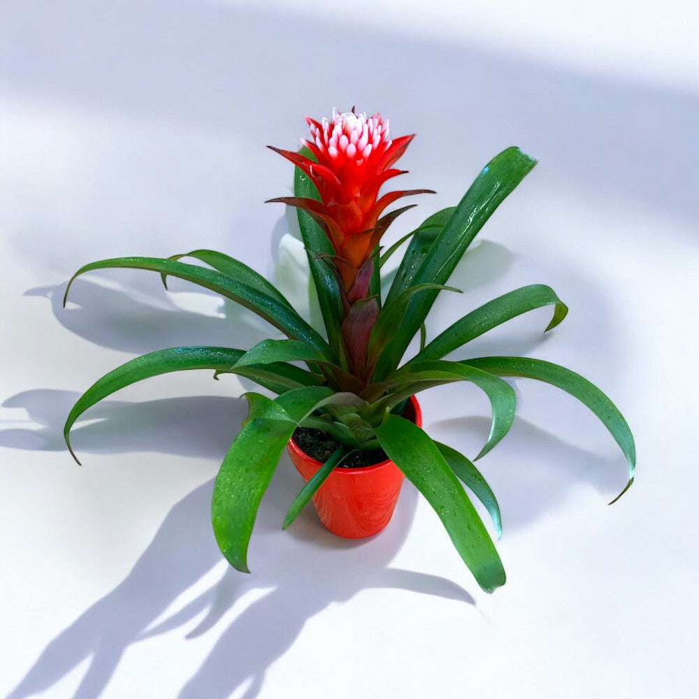Guzmania cu floare roșie în ghiveci, plantă de apartament – livrare flori Iași | About Flowers