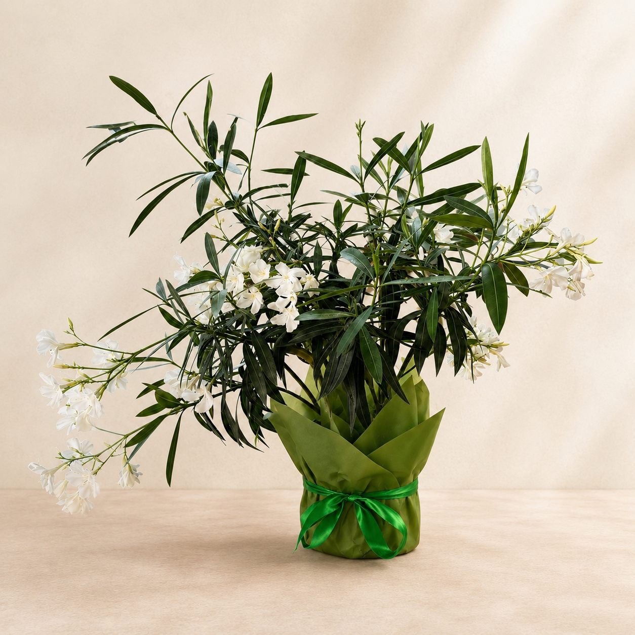 Leandru Alb – Nerium Oleander, 70 cm