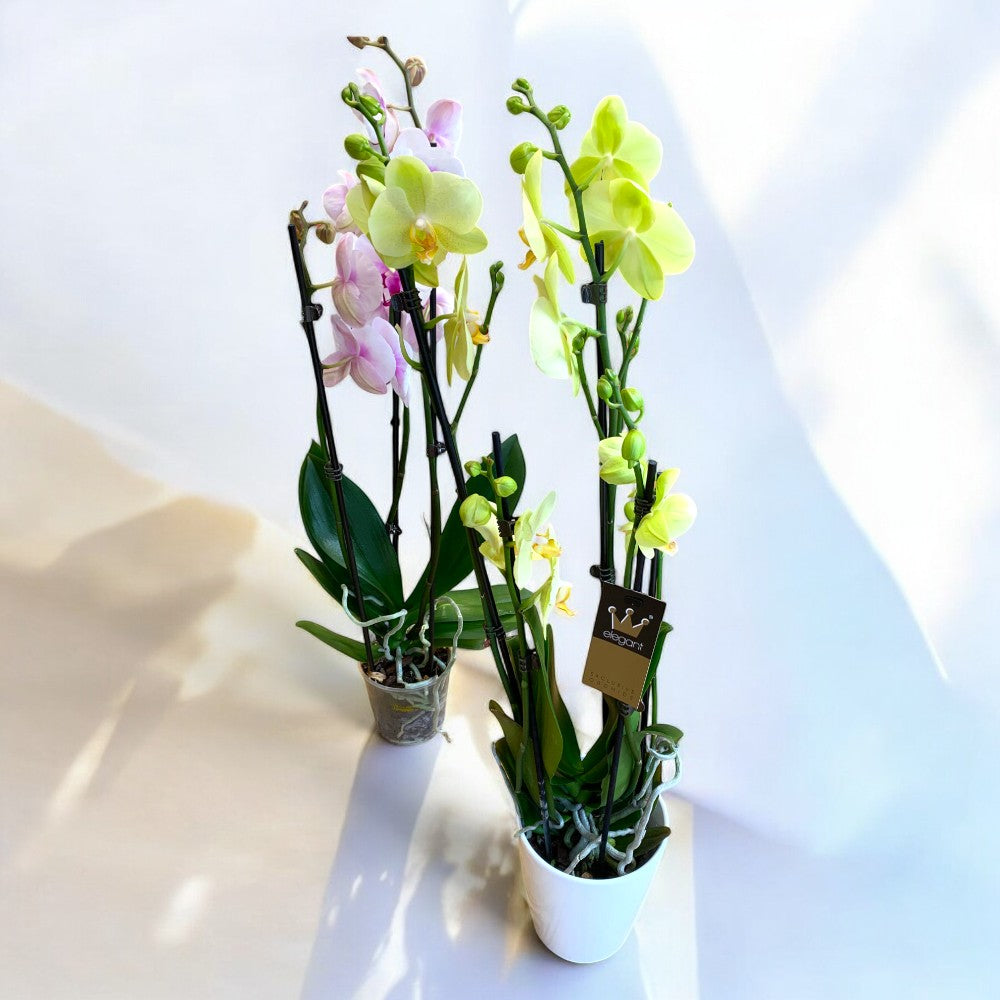 Orhidee Phalaenopsis cu 2 tije în ghiveci, plantă elegantă – livrare flori Iași | About Flowers