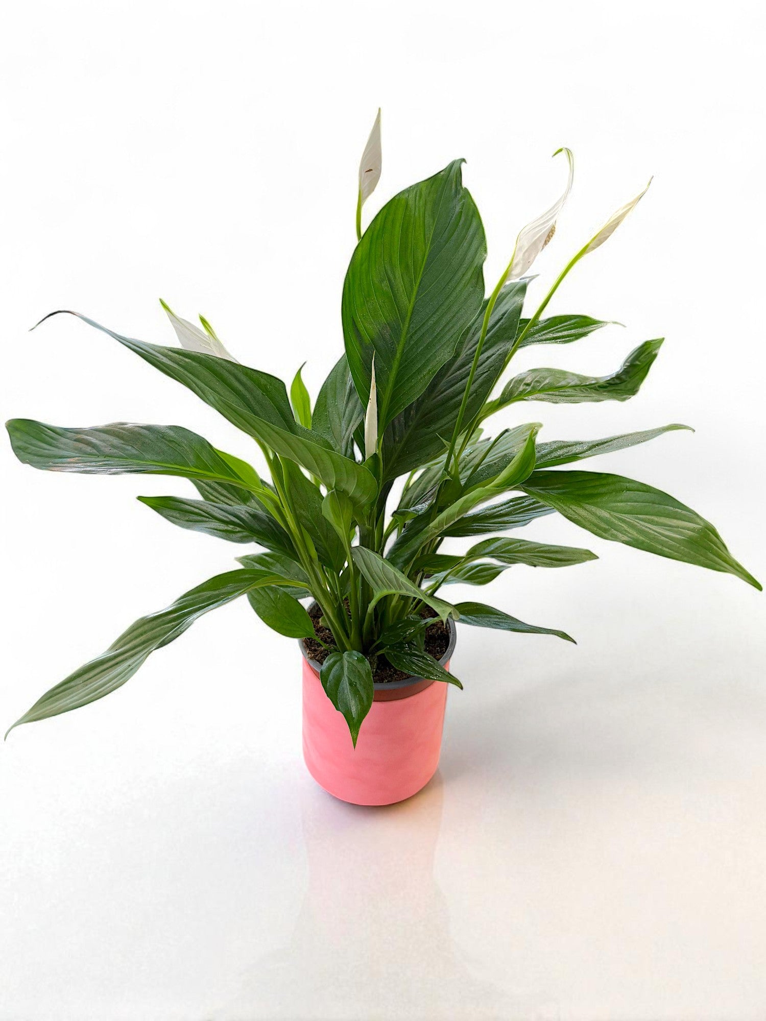Spathiphyllum (crinul păcii) cu flori albe în ghiveci roz – livrare flori Iași | About Flowers