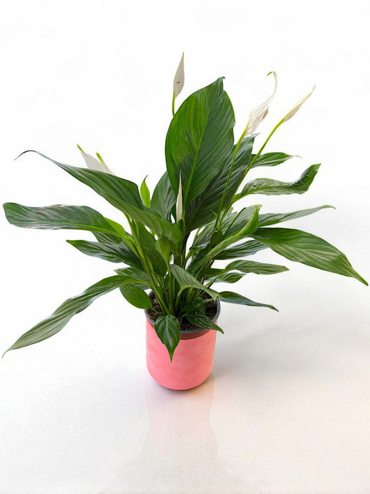 Spathiphyllum – Crinul păcii pentru un colț de liniște și rafinament About Flowers