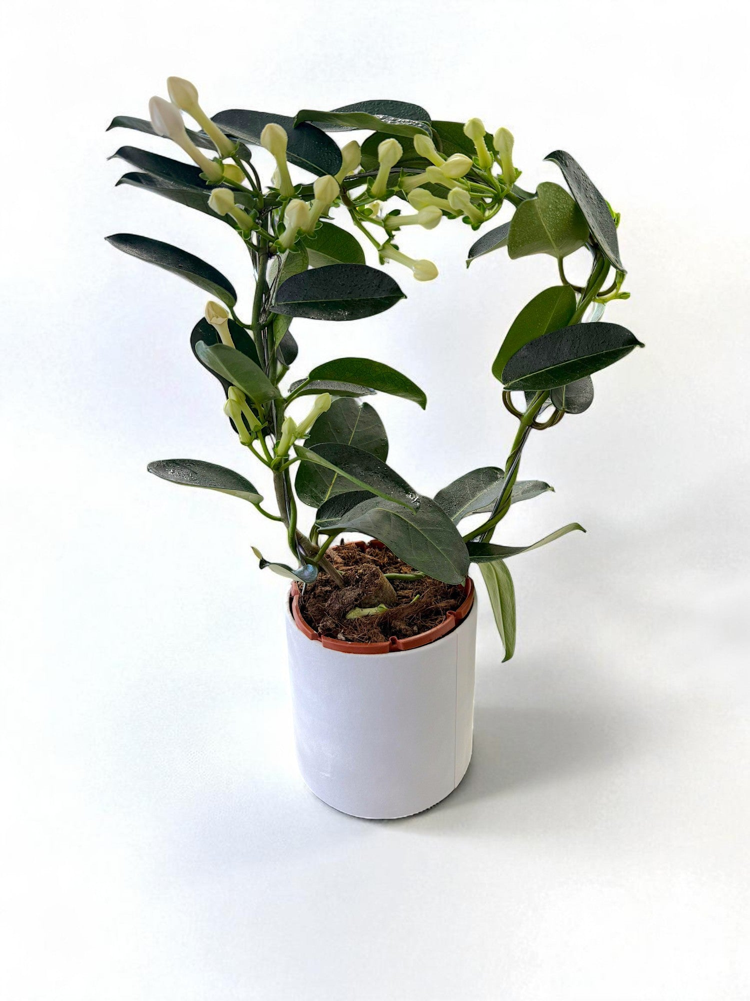 Stephanotis cu flori albe parfumate pe suport inimă, plantă în ghiveci – livrare flori Iași | About Flowers
