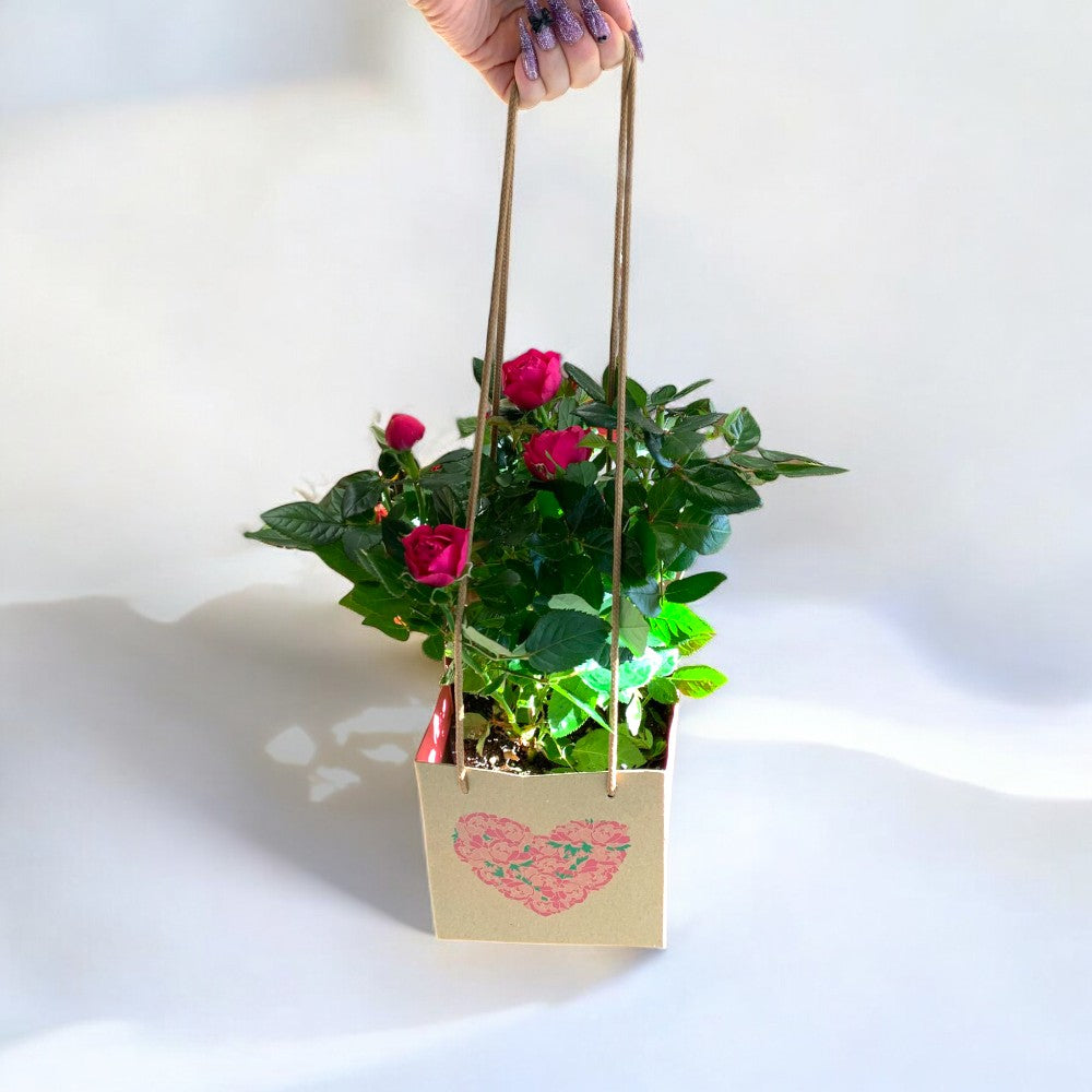 Trandafir în ghiveci – cadoul ideal, delicat și durabil About Flowers