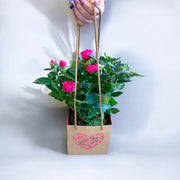 Trandafir roz în ghiveci, plantă în pungă cadou kraft – livrare flori Iași | About Flowers