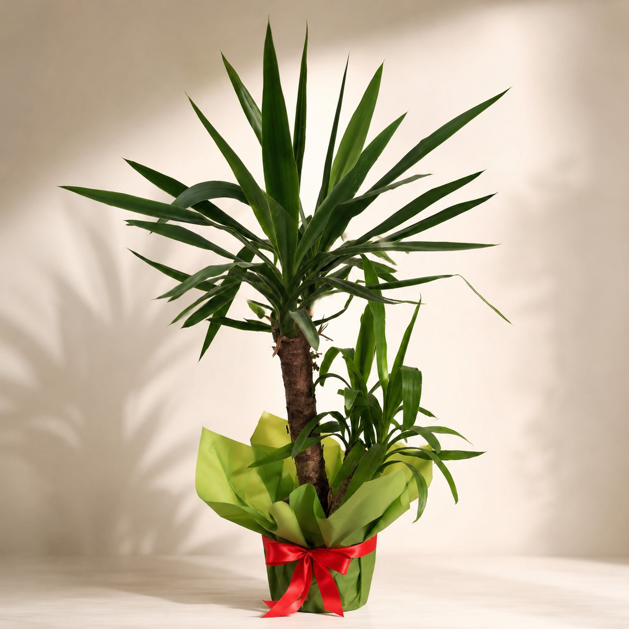 Yucca Elephantipes – Yucca de Interior, 70 cm
