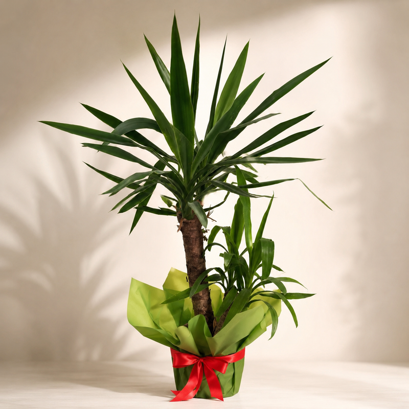 Yucca Elephantipes – Yucca de Interior, 70 cm