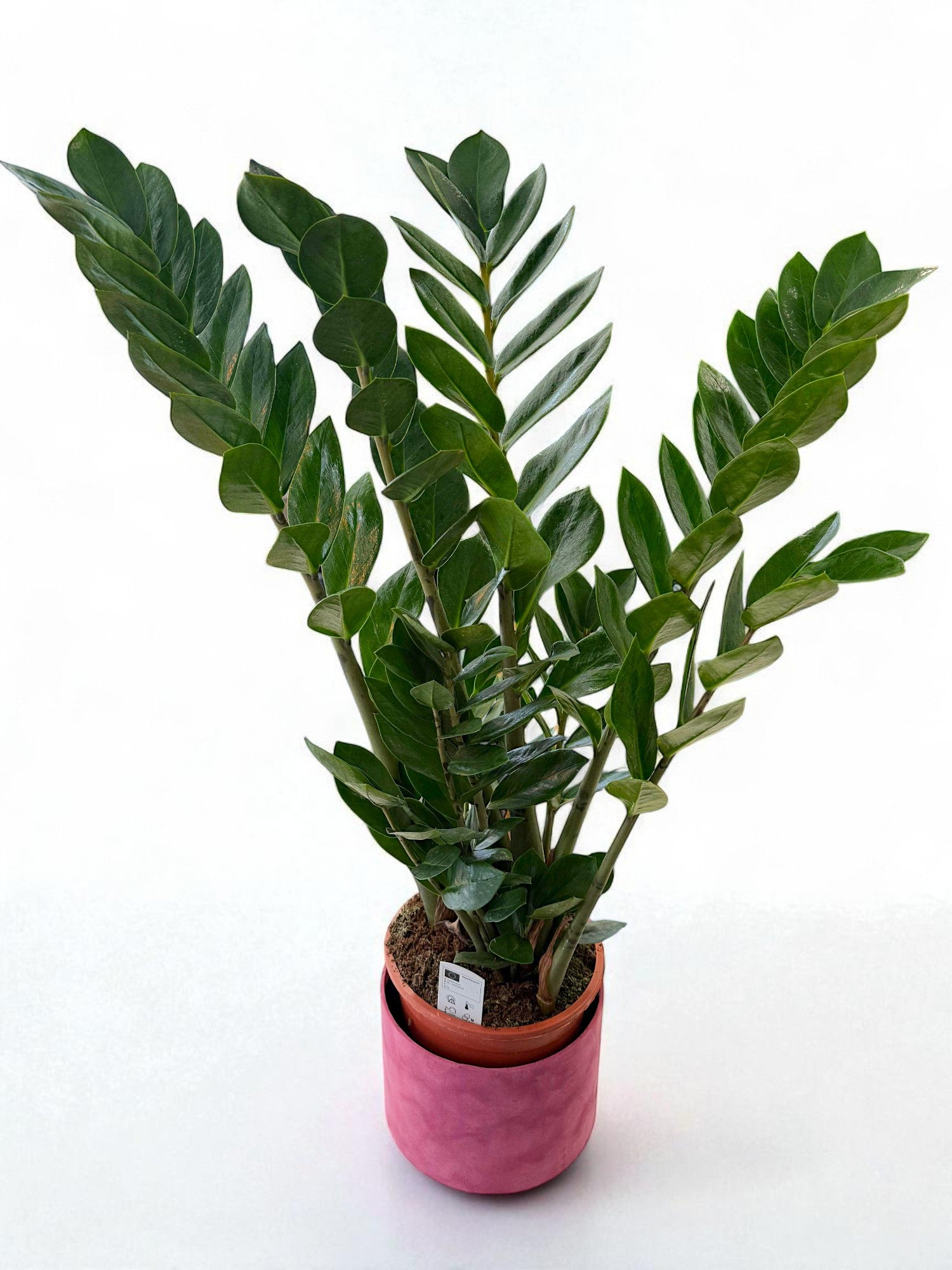 Zamioculcas (planta ZZ) în ghiveci roz, plantă de apartament – livrare flori Iași | About Flowers