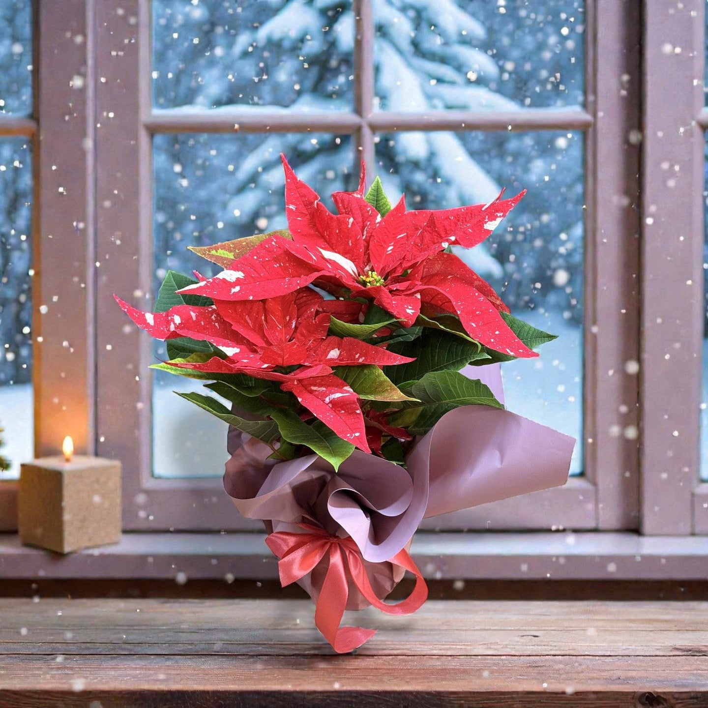 Crăciuniță roșie cu puncte albe (poinsettia) 40–45 cm – cadou Crăciun Iași | About Flowers