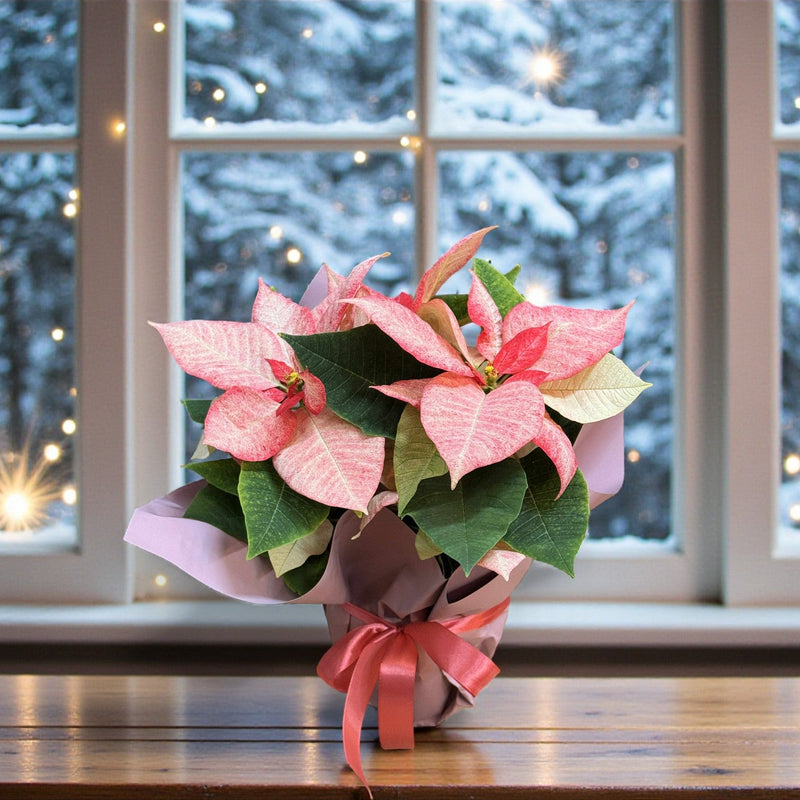 Crăciuniță roz (poinsettia) 40–45 cm, plantă de Crăciun – cadou Crăciun Iași | About Flowers