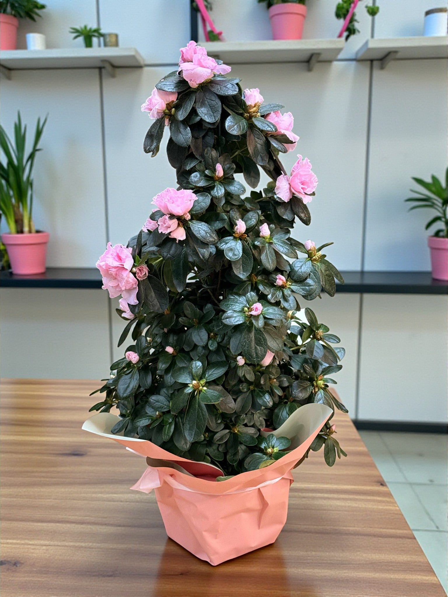 Azalee roz 60 cm în ghiveci, plantă cu flori – plante Iași | About Flowers