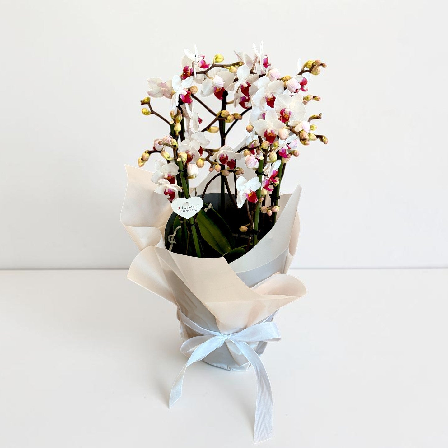 Orhidee Imperial White cu 7 tije în ghiveci, 50 cm – plante Iași | About Flowers