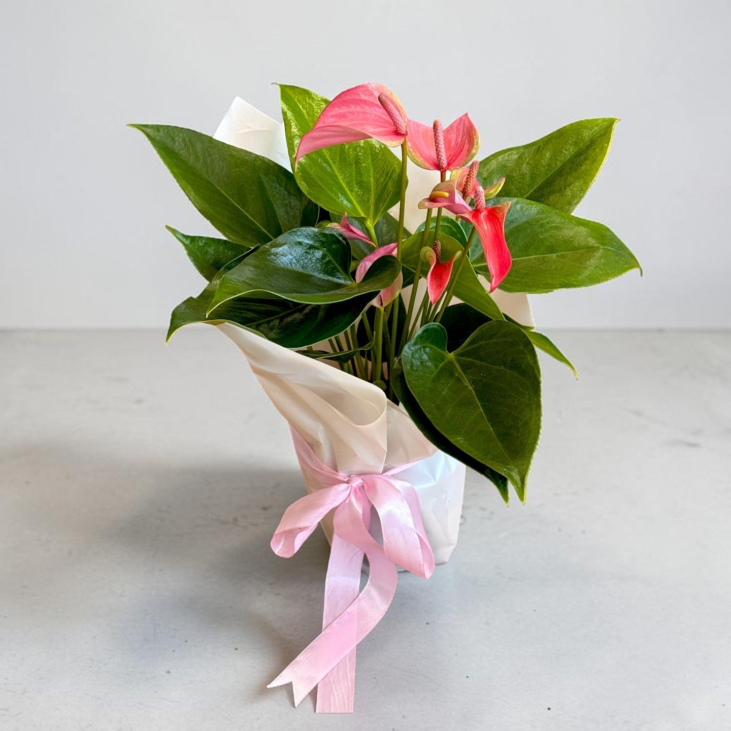 Anthurium roz în ghiveci, plantă decorativă de apartament 35 cm – plante Iași | About Flowers