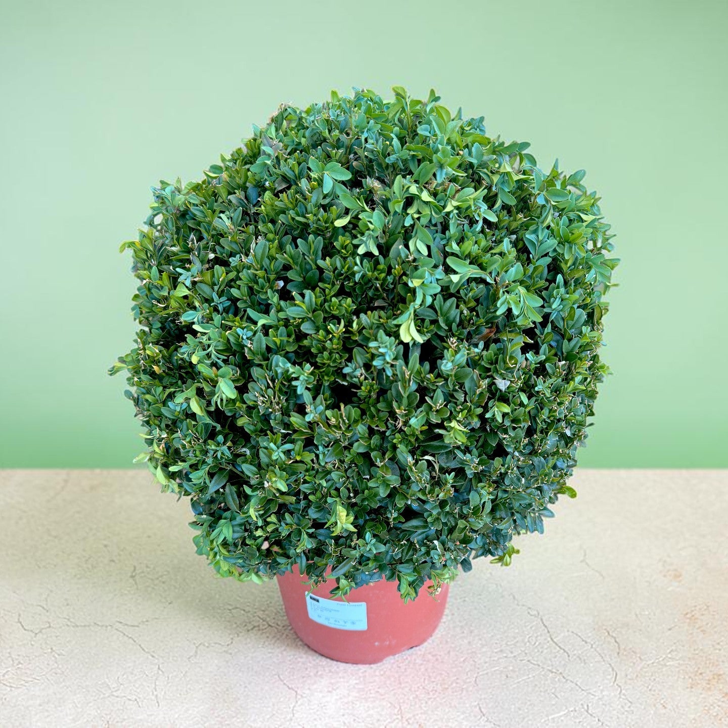Buxus tuns sferă în ghiveci, plantă decorativă 50 cm – plante Iași | About Flowers