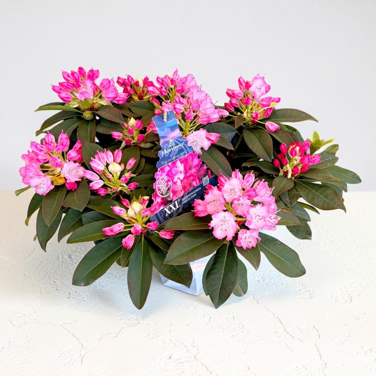 Rhododendron roz XXL cu flori mari în ghiveci, 50 cm – plante Iași | About Flowers