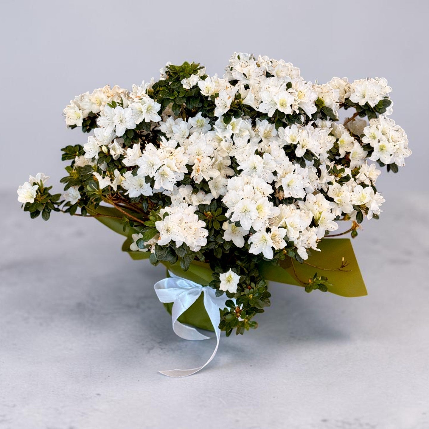 Azalee albă bogată în ghiveci, plantă cu flori 40 cm – plante Iași | About Flowers